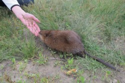 ������� ������� 2012. ���������� 136