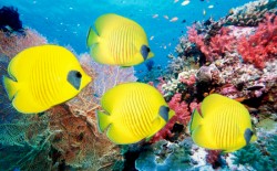 ������� ����, ����