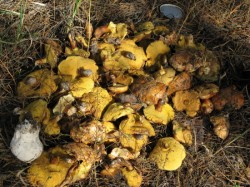 �������� ������ ����� 2008. ���������� 13