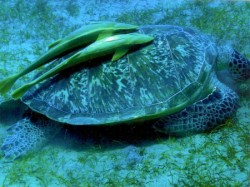 ������ ������. ���������� 6