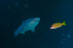 � ��� � �����������. ���������� 54