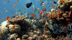 ������� ����, ����