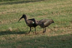 ��� 2008. ���������� 11