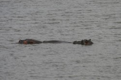 ��� 2008. ���������� 28