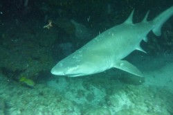 ��� 2011. ���������� 10