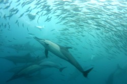 ��� 2011. ���������� 19