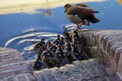 ��� 2011. ���������� 62