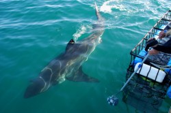 ��� 2011. ���������� 65