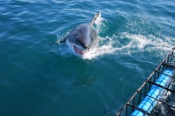 ��� 2011. ���������� 66